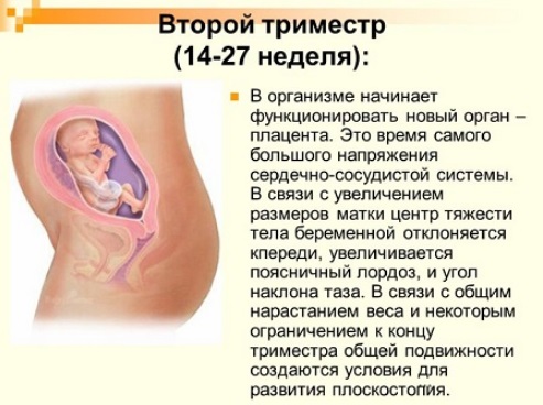 второй триместр беременности