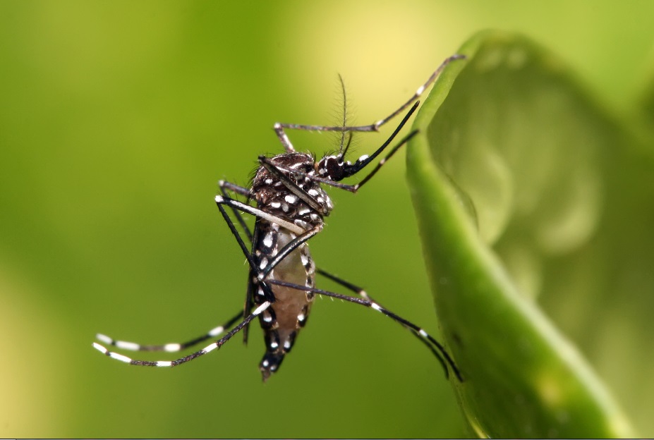 Комар жёлтолихорадочный Aedes aegypti
