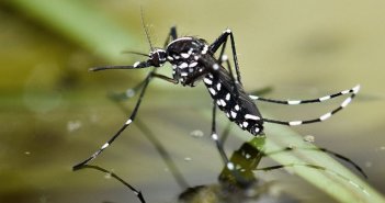 комар лихорадка